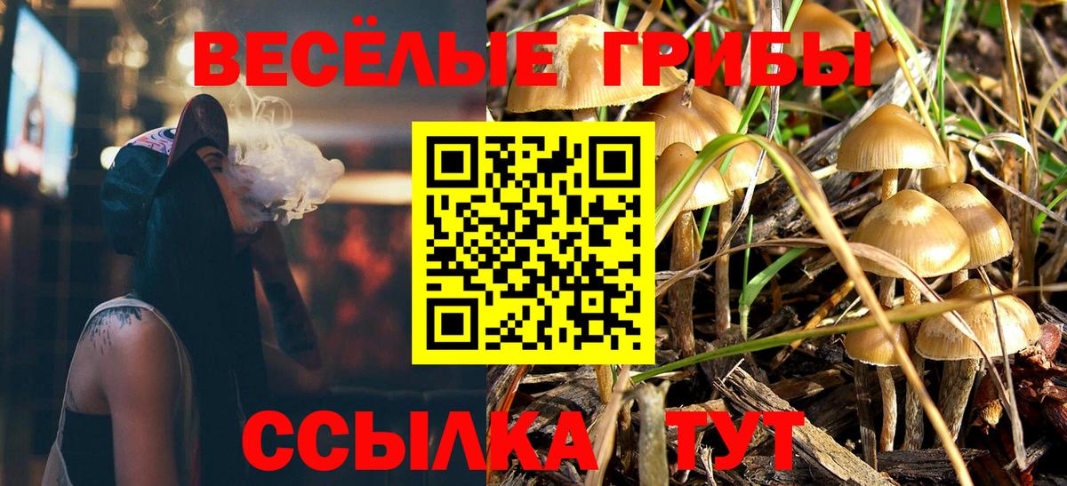 Псилоцибиновые грибы Psilocybe Топки